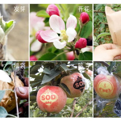 麻豆伦理片无码打標機標記著屬於和平的果實，明年蒸蒸日上