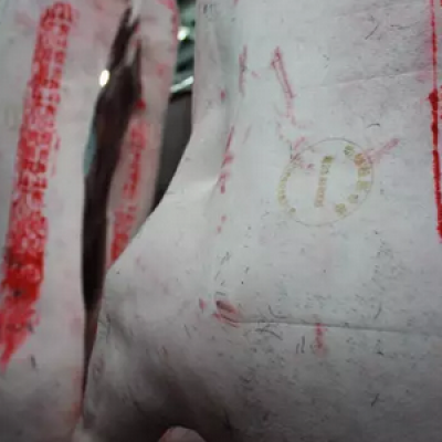 麻豆伦理片无码打標機在豬肉上進行防偽標記打標 ，讓著飛漲的豬肉更加安全