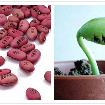 魔豆，我的願望可以像花一樣綻放嗎？